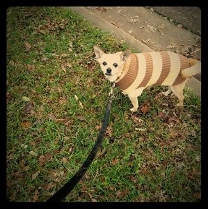 Meet your Posher, Sadie